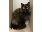 Adopt Spooky a Domestic Long Hair