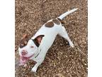 Adopt Frappe a Pit Bull Terrier