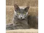 Adopt Bailey a Domestic Short Hair