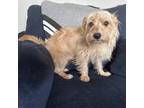 Adopt Butterscotch a Terrier, Mixed Breed