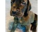 Great Dane Puppy for sale in Madison, NC, USA