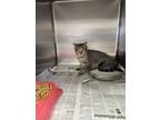 Adopt Audra a Domestic Short Hair