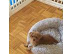 Poodle (Toy) Puppy for sale in Paramus, NJ, USA