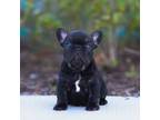 French Bulldog Puppy for sale in Jacksonville, NC, USA
