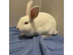 Adopt Lumi a Bunny Rabbit