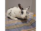 Adopt Oreo4 a Bunny Rabbit