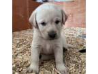 Labrador Retriever Puppy for sale in Yreka, CA, USA