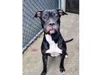 Adopt Vera a Pit Bull Terrier, Boxer