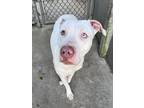 Adopt Mimzy a Pit Bull Terrier, Mixed Breed