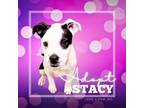 Adopt Stacey a Pit Bull Terrier