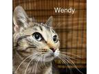Adopt Wendy a Domestic Short Hair
