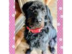 Adopt Daisy Doodle a Poodle, Labrador Retriever