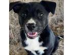 Adopt Fanni a Border Collie, Mixed Breed