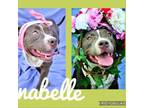 Adopt Annabelle a American Staffordshire Terrier
