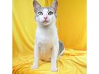 Adopt Milly a Domestic Short Hair