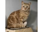 Adopt Corned Beef a Domestic Short Hair