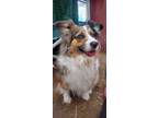 Adopt Ginny a Australian Shepherd, Corgi