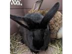 Adopt Eclipse a Bunny Rabbit