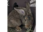 Adopt Stick a Bunny Rabbit