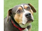 Adopt Fruity a Pit Bull Terrier, Mixed Breed