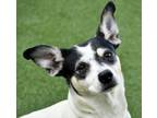 Adopt Maria a Terrier, Mixed Breed