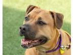 Adopt Bella a Pit Bull Terrier, Mixed Breed