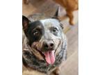 Adopt Fanny a Australian Cattle Dog / Blue Heeler