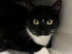 Adopt twinkle a Domestic Short Hair