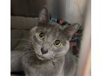 Adopt Perry Winkle a Domestic Short Hair