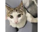 Adopt Syrup a American Shorthair