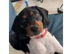 Adopt Mili a Beagle