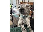 Adopt Millie a Cattle Dog