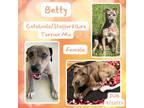 Adopt Betty a Catahoula Leopard Dog
