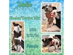 Adopt Zadie a Australian Cattle Dog / Blue Heeler, Terrier