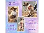 Adopt Zella a Australian Cattle Dog / Blue Heeler, Terrier