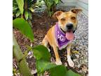 Adopt Coco a Mixed Breed