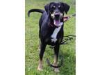 Adopt Elsa-Adoption Fee Grant Eligible! a Black and Tan Coonhound