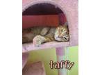 Adopt Taffy a Domestic Short Hair