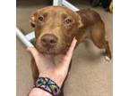 Adopt [phone removed] "Daisy Duke" a Chocolate Labrador Retriever, Mixed Breed