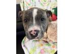 Adopt Rose a Staffordshire Bull Terrier, Foxhound