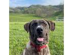 Adopt Rose a Anatolian Shepherd