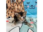 Adopt CHANEL BABY a Calico
