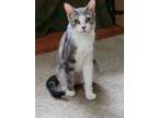 Adopt Horizon a Domestic Short Hair