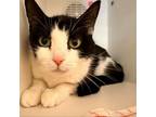 Adopt Sugar a Domestic Short Hair