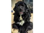 Adopt Jane a Newfoundland Dog