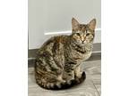 Adopt Sparkles a Domestic Short Hair