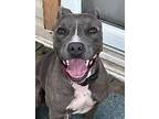 Adopt Nala a Staffordshire Bull Terrier, Pit Bull Terrier