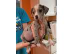 Adopt Zombie a Catahoula Leopard Dog, Mixed Breed
