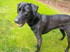 Adopt maggie a Labrador Retriever