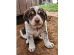 Adopt Pearl a Great Pyrenees, Bloodhound